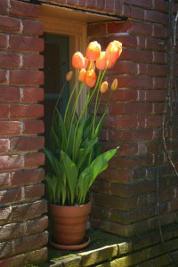 Tulips at Filoli