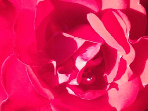 Rose Rose during Solar Eclipse