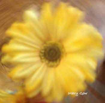 "Blossoming," photo by Mary Gow